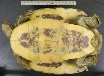 Media type: image; Herpetology R-46678